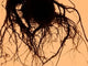 2023 VETIVER